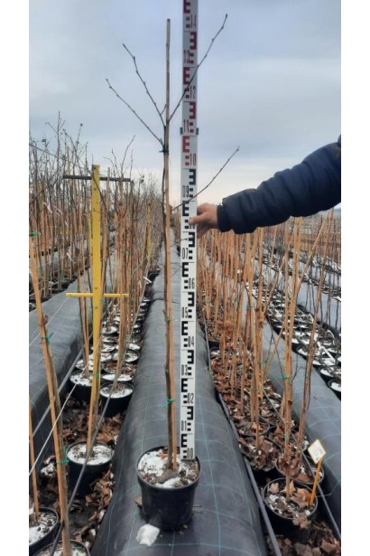 Липа широколиста - 7.5-10л/вис.150-180см/Ø20-30см